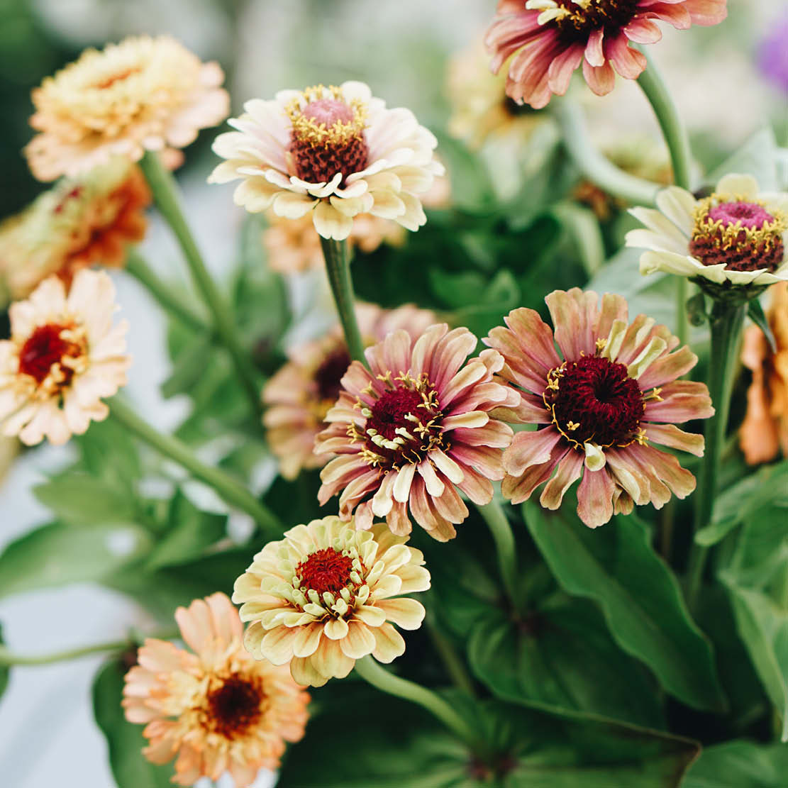 Zinnia elegans 'Queen Red Lime'