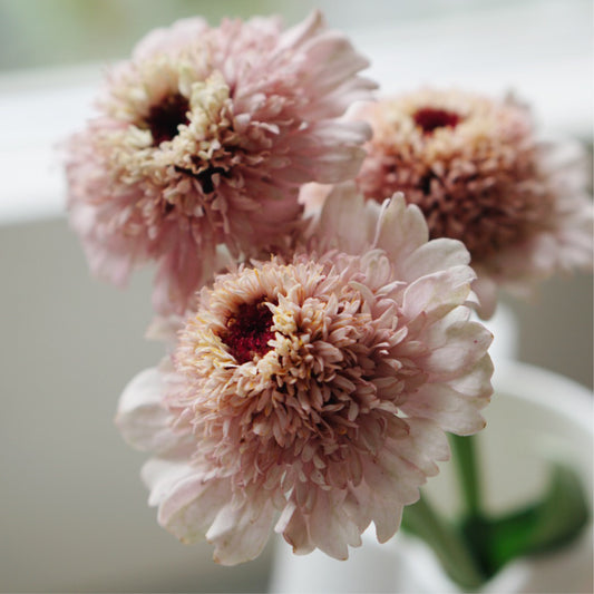 Zinnia elegans 'Zinderella Lilac'