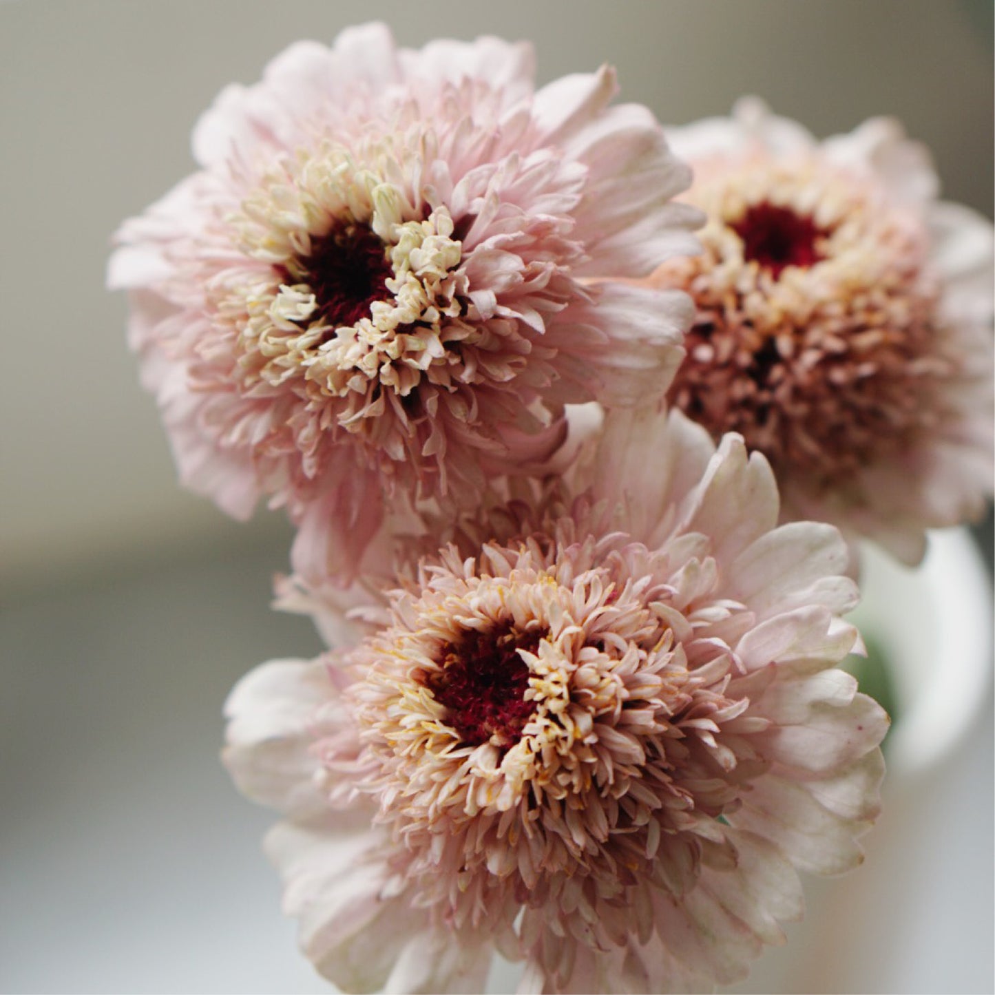 Zinnia elegans 'Zinderella Lilac'