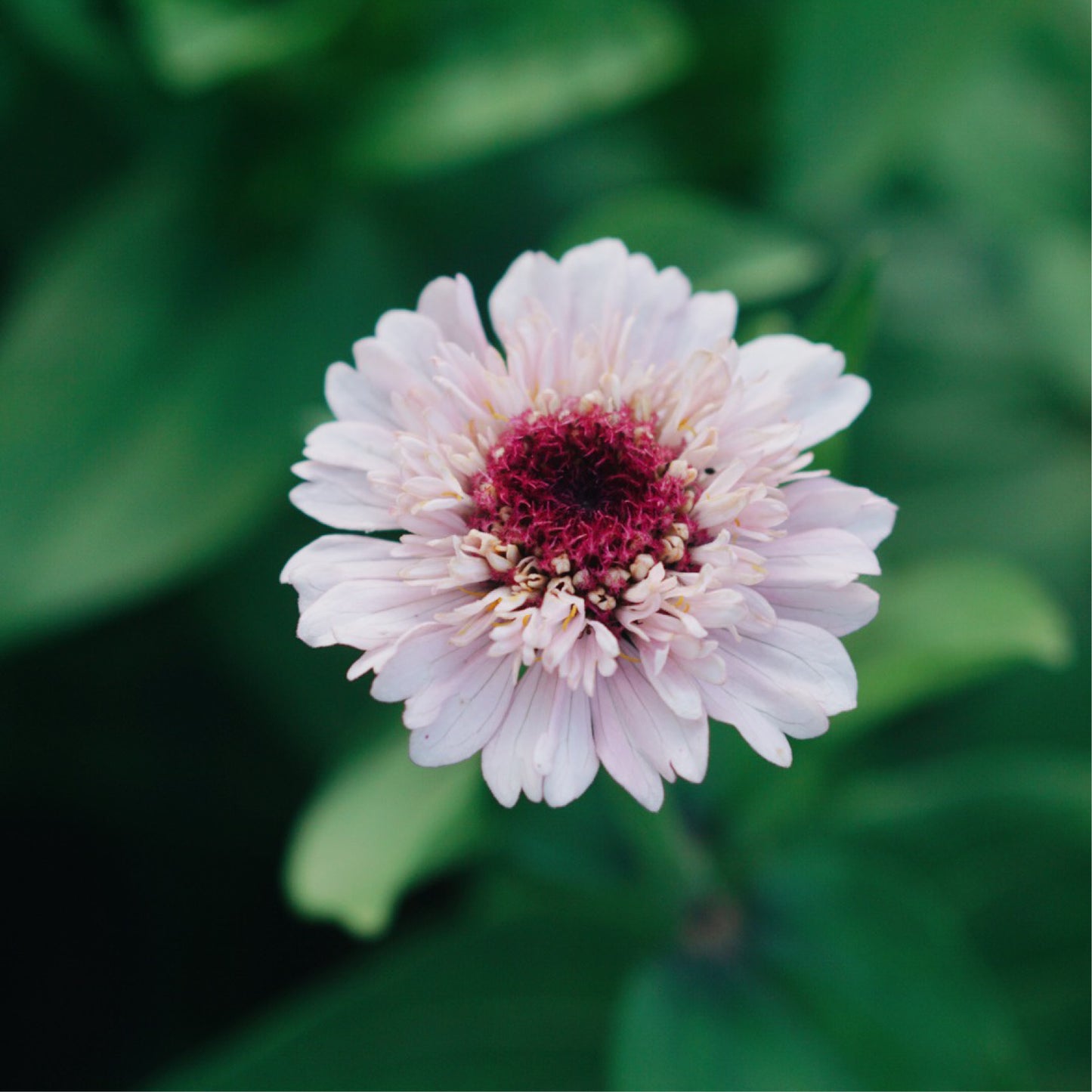 Zinnia elegans 'Zinderella Lilac'