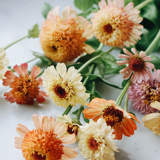 Zinnia elegans 'Zinderella Pastel'