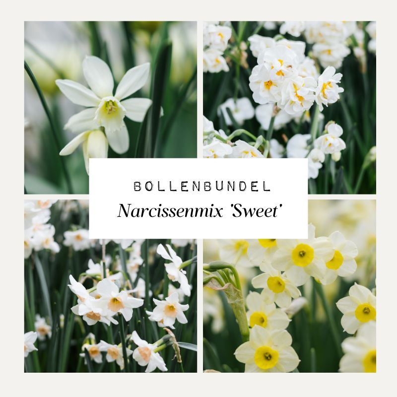 Bulb Bundle Narcissus Mix 'Sweet'