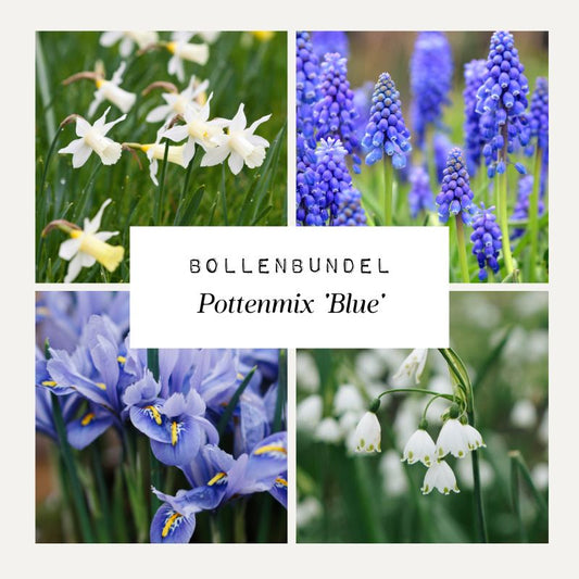 Bulb Bundle Potting Mix 'Blue'