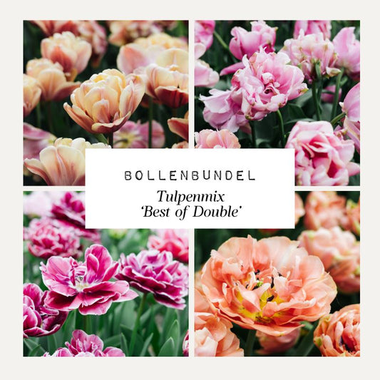 Bulb Bundle Tulip Mix 'Best of Double'