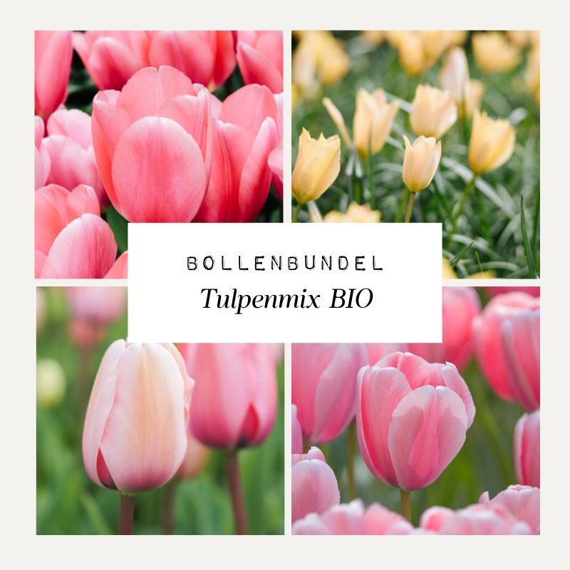 Bulb Bundle Tulip Mix 'BIO'