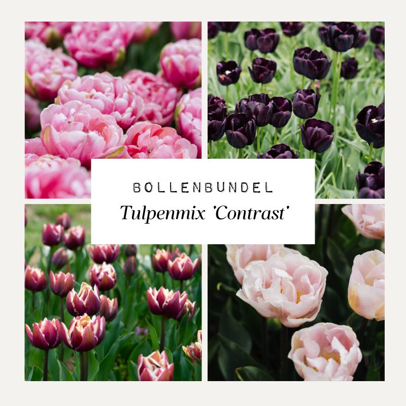 Bulb Bundle Tulip Mix 'Contrast'