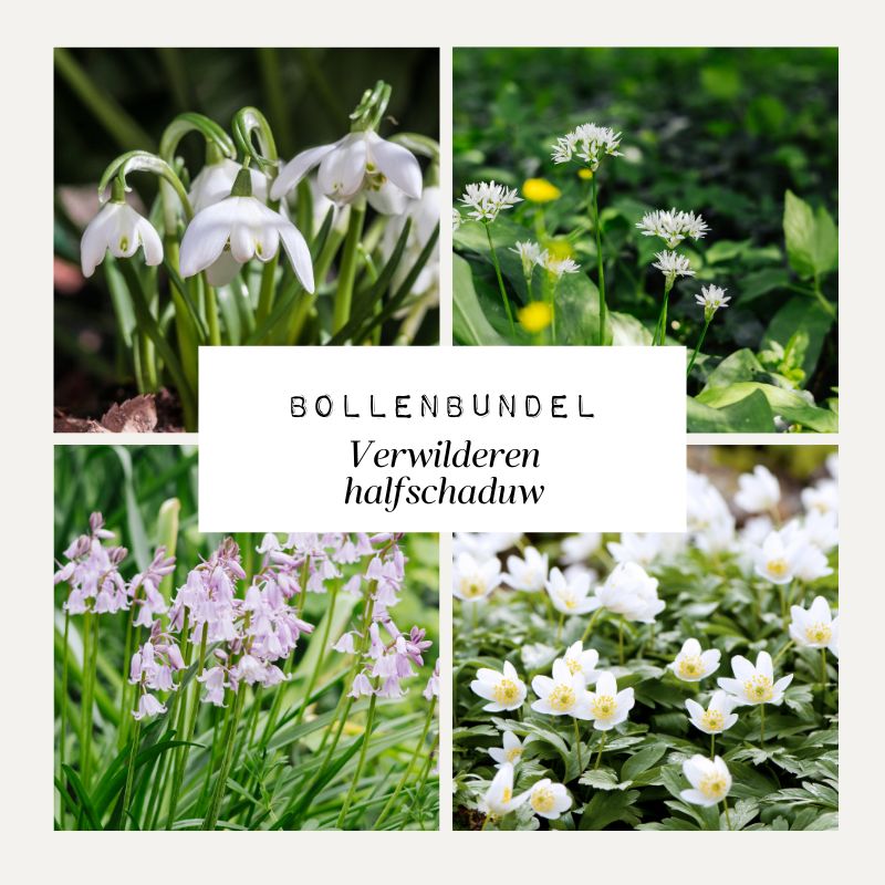 Bulb bundle 'Naturalize semi-shade'