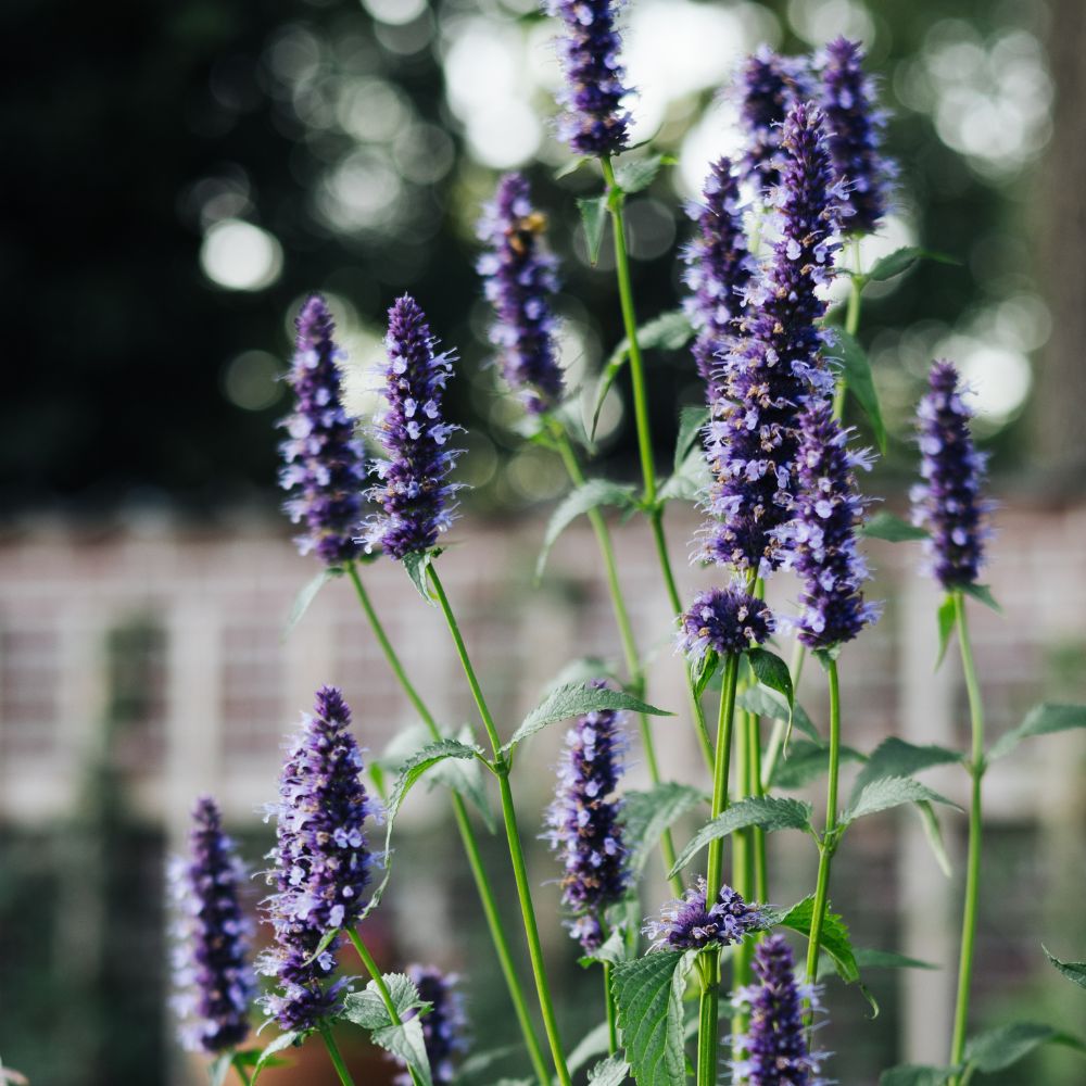 Agastache foeniculum (licorice plant)