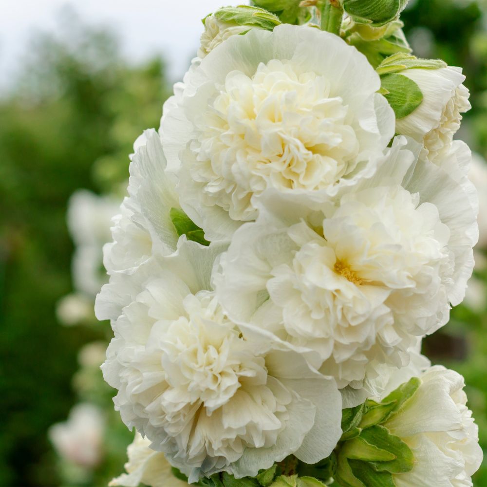 Alcea rosea 'Majorette White' (hollyhock)