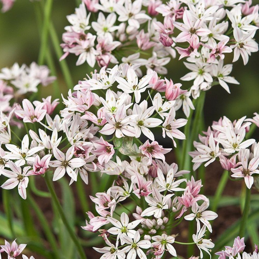 Allium 'Cameleon' (20 bulbs)