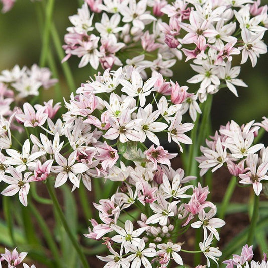 Allium 'Cameleon' (20 bulbs)