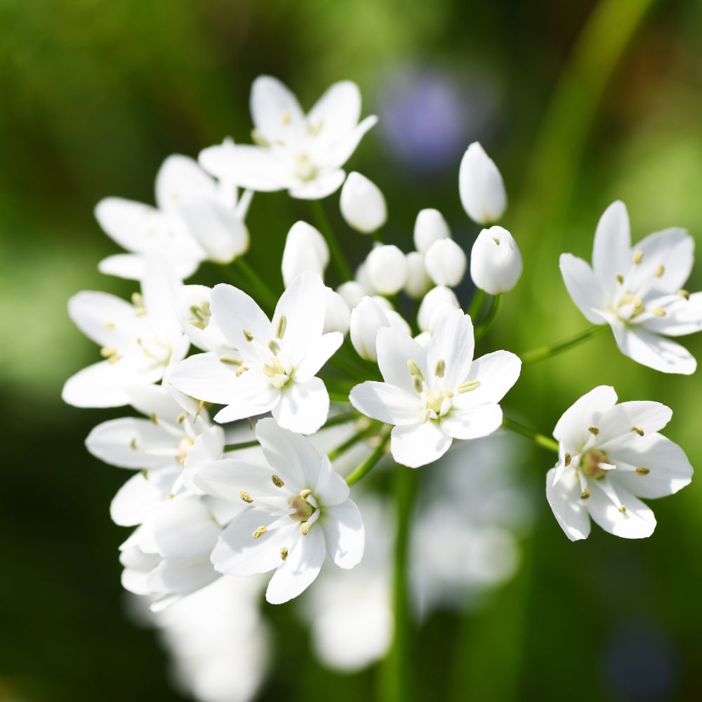 Allium neapolitanum (bridal onion, 20 bulbs) BIO