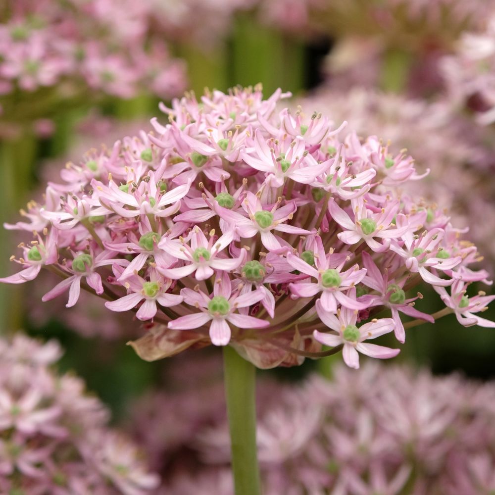 Allium 'Pink Jewel' (5 bulbs)