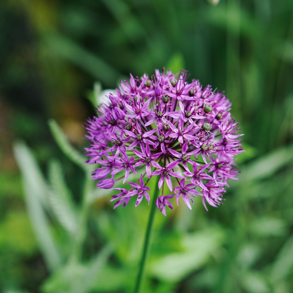 Allium 'Purple Rain' (5 bulbs)