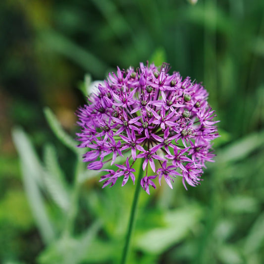 Allium 'Purple Rain' (5 bulbs)