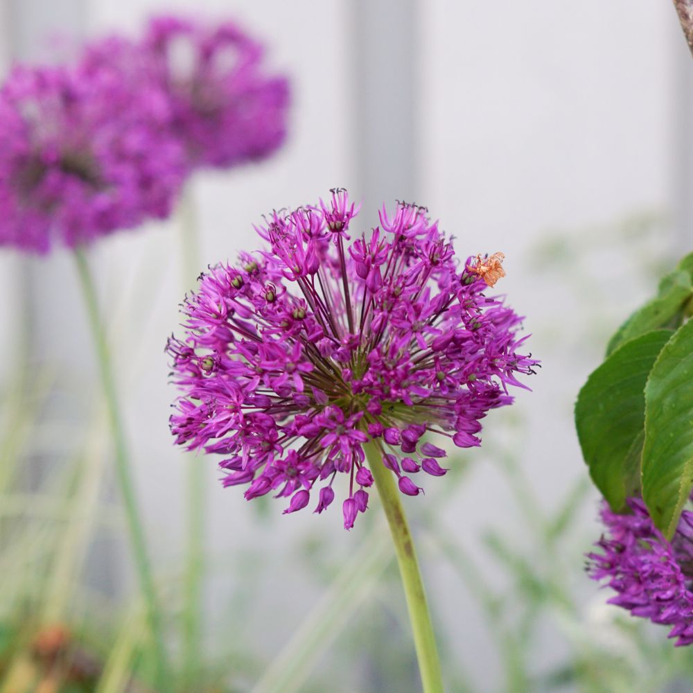 Allium 'Purple Sensation' (5 bulbs) BIO