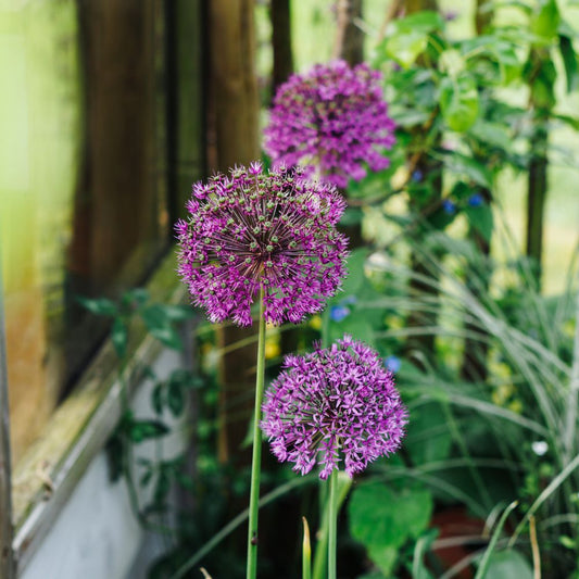 Allium 'Purple Sensation' (5 bulbs) BIO