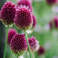 Allium sphaerocephalon (drumsticks, 50 bulbs)