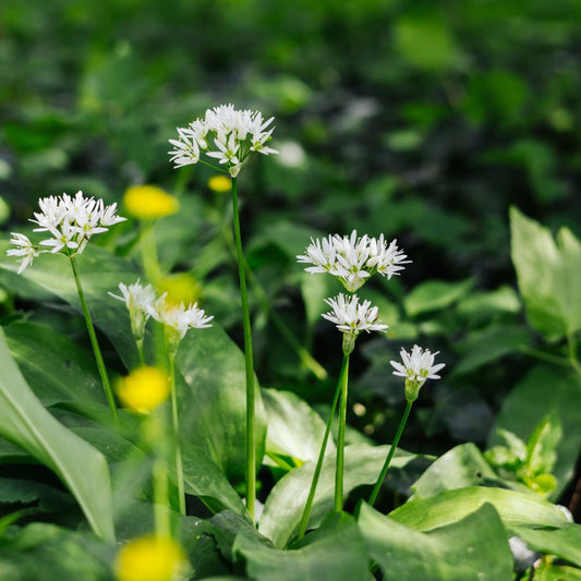 Allium ursinum (wild garlic, 10 bulbs)