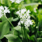 Allium ursinum (wild garlic, 10 bulbs)