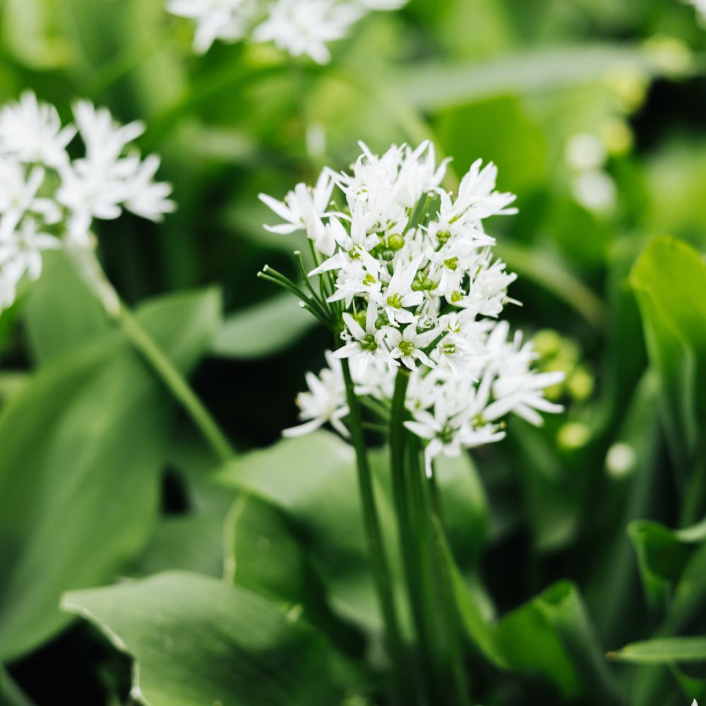 Allium ursinum (wild garlic, 10 bulbs)