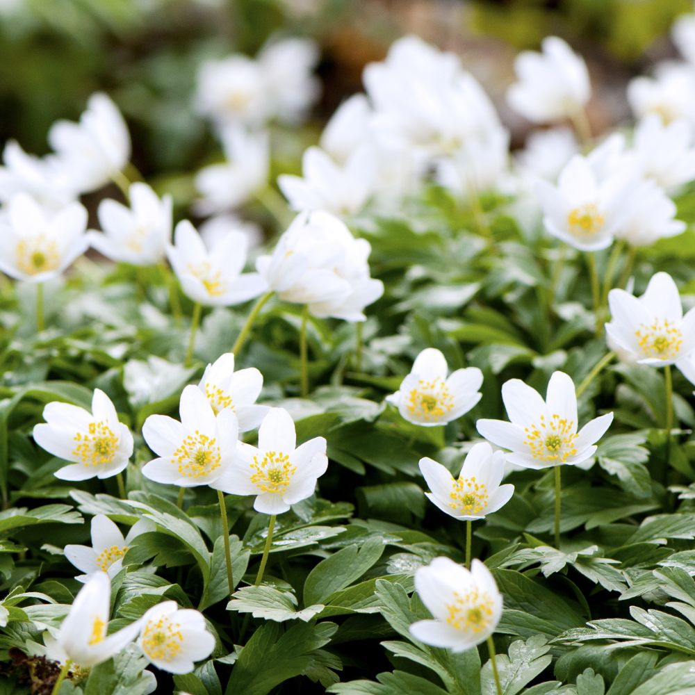 Anemone nemorosa (wood anemone, 10 bulbs)