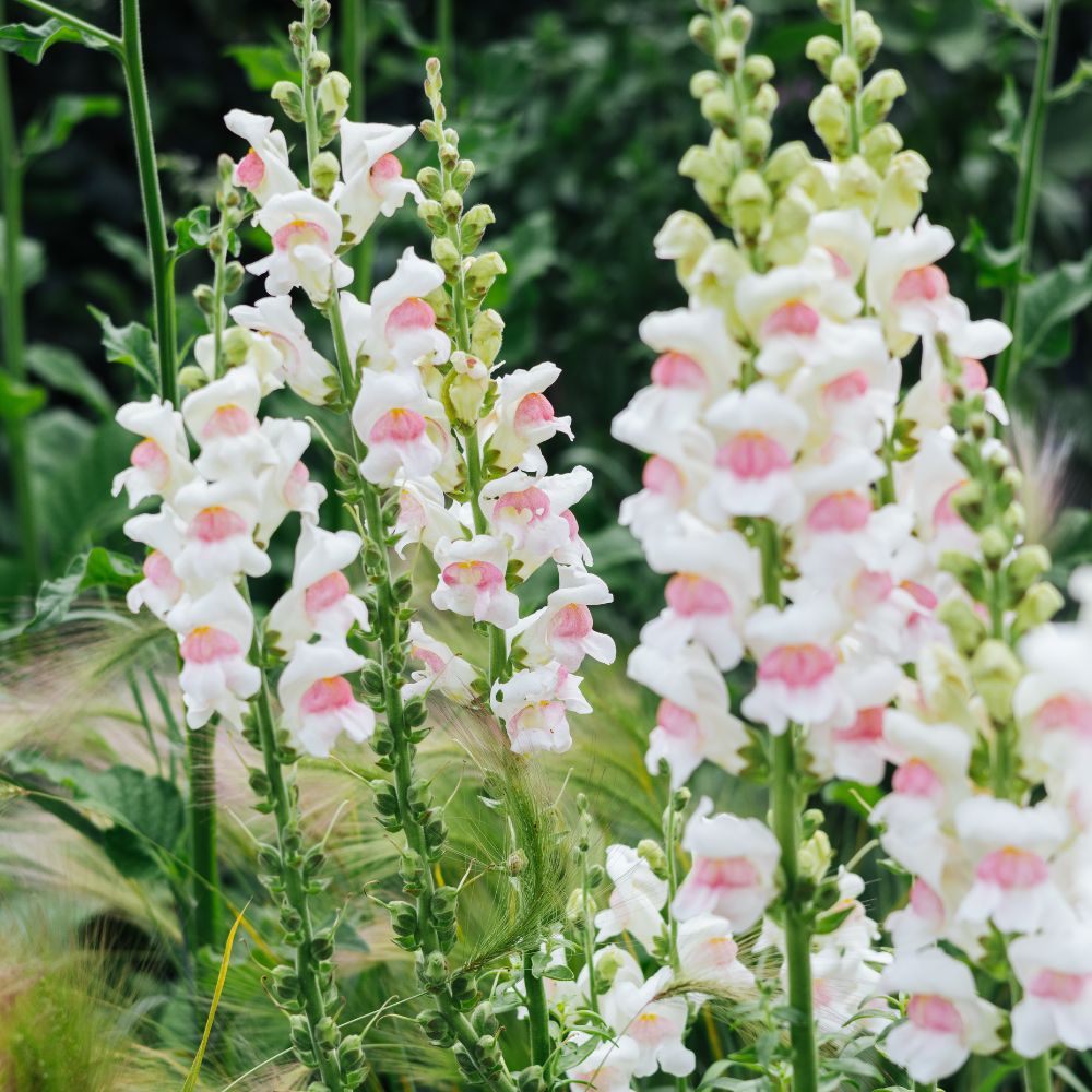 Antirrhinum majus 'Appleblossom' (snapdragon)