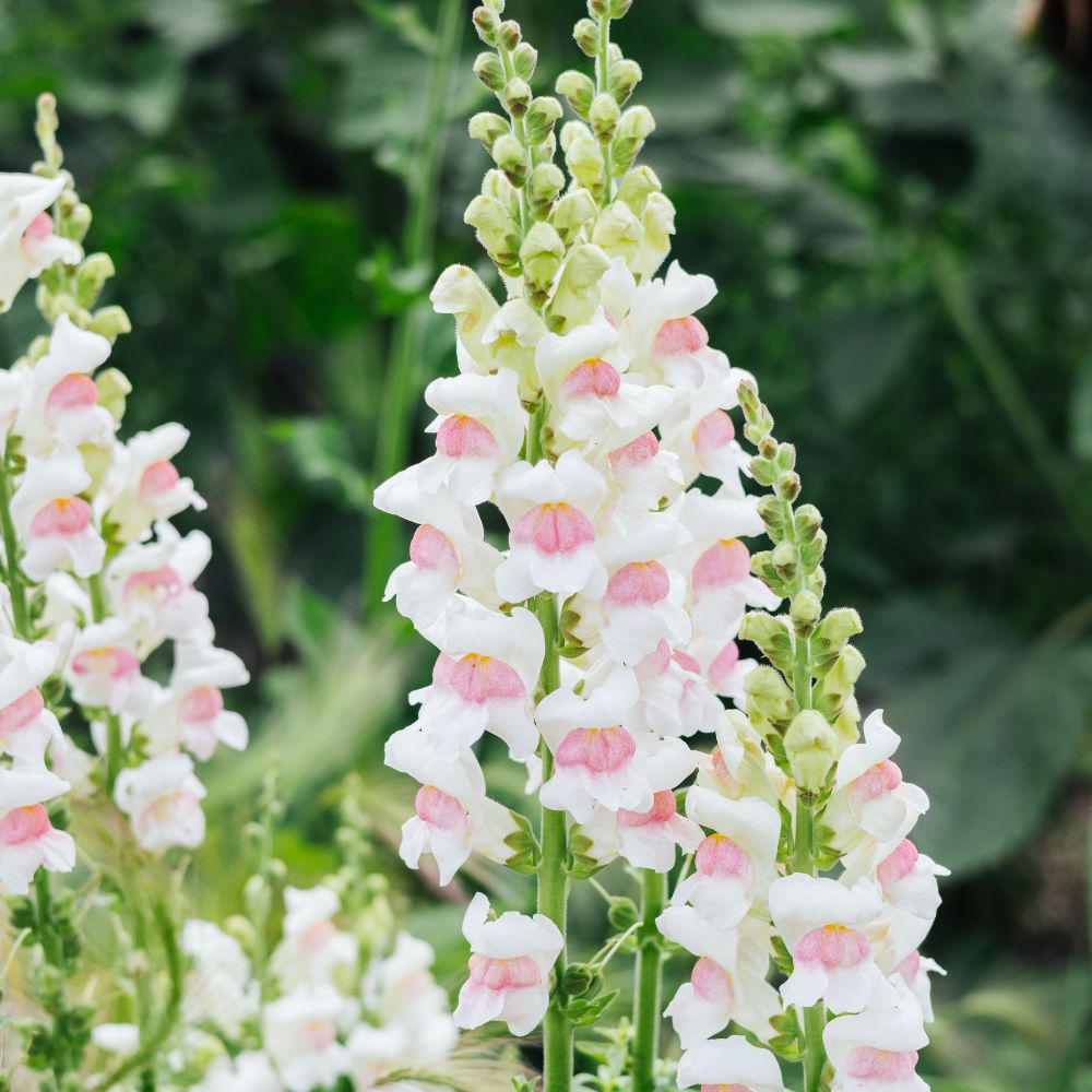 Antirrhinum majus 'Appleblossom' (snapdragon)