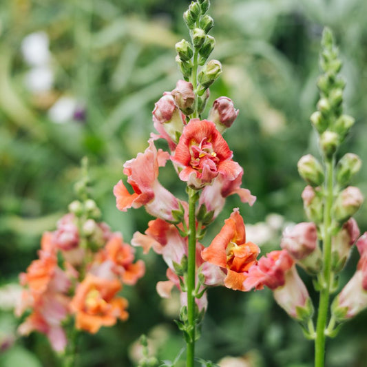 Antirrhinum majus 'Madame Butterfly Bronze' (snapdragon)