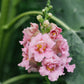 Antirrhinum majus 'Madame Butterfly Pink' (snapdragon)