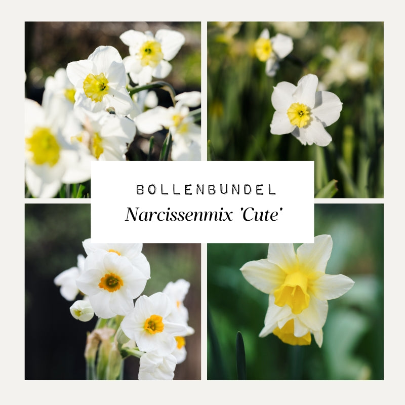 Bulb Bundle of Narcissus Mix 'Cute'