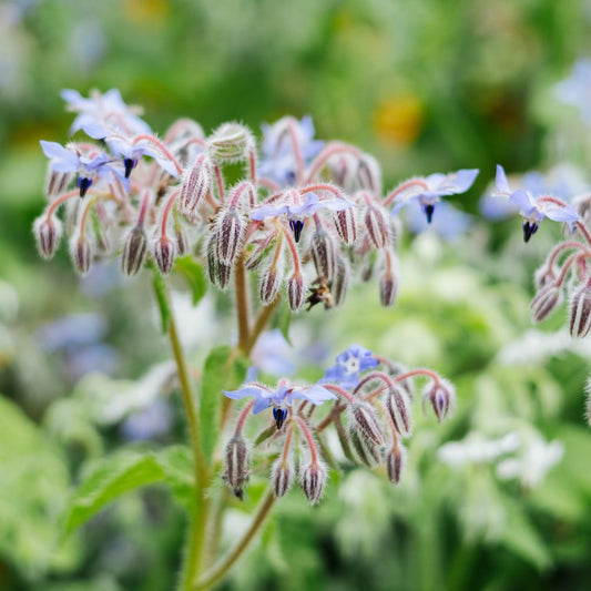 Borago officinalis (cucumber herb) BIO