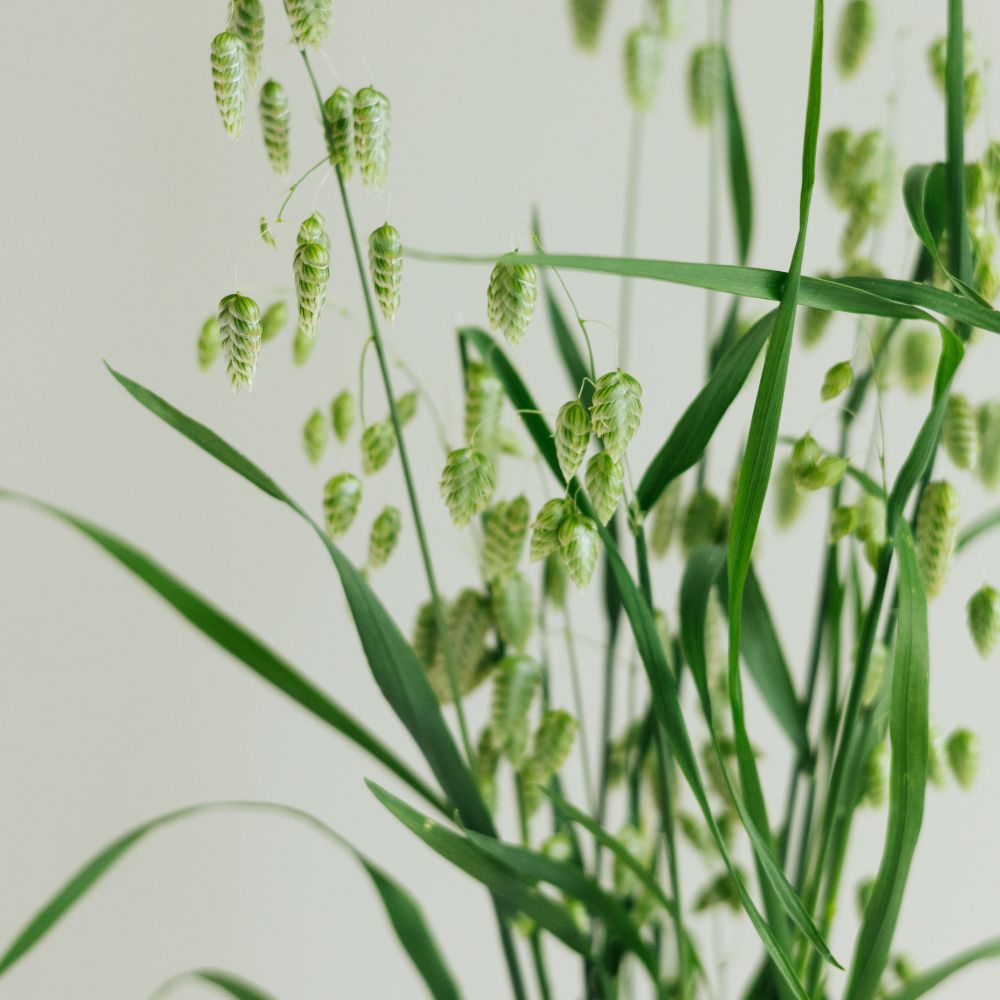 Briza maxima (quaking grass)