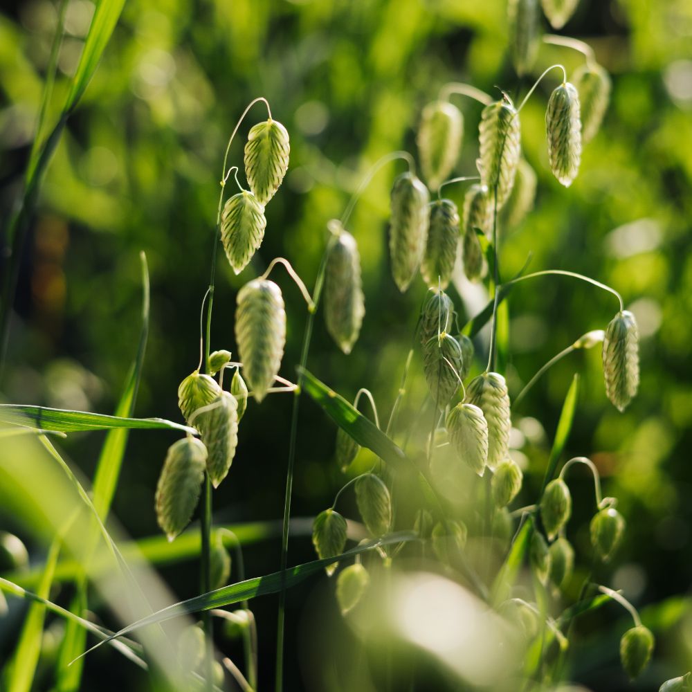 Briza maxima (quaking grass)