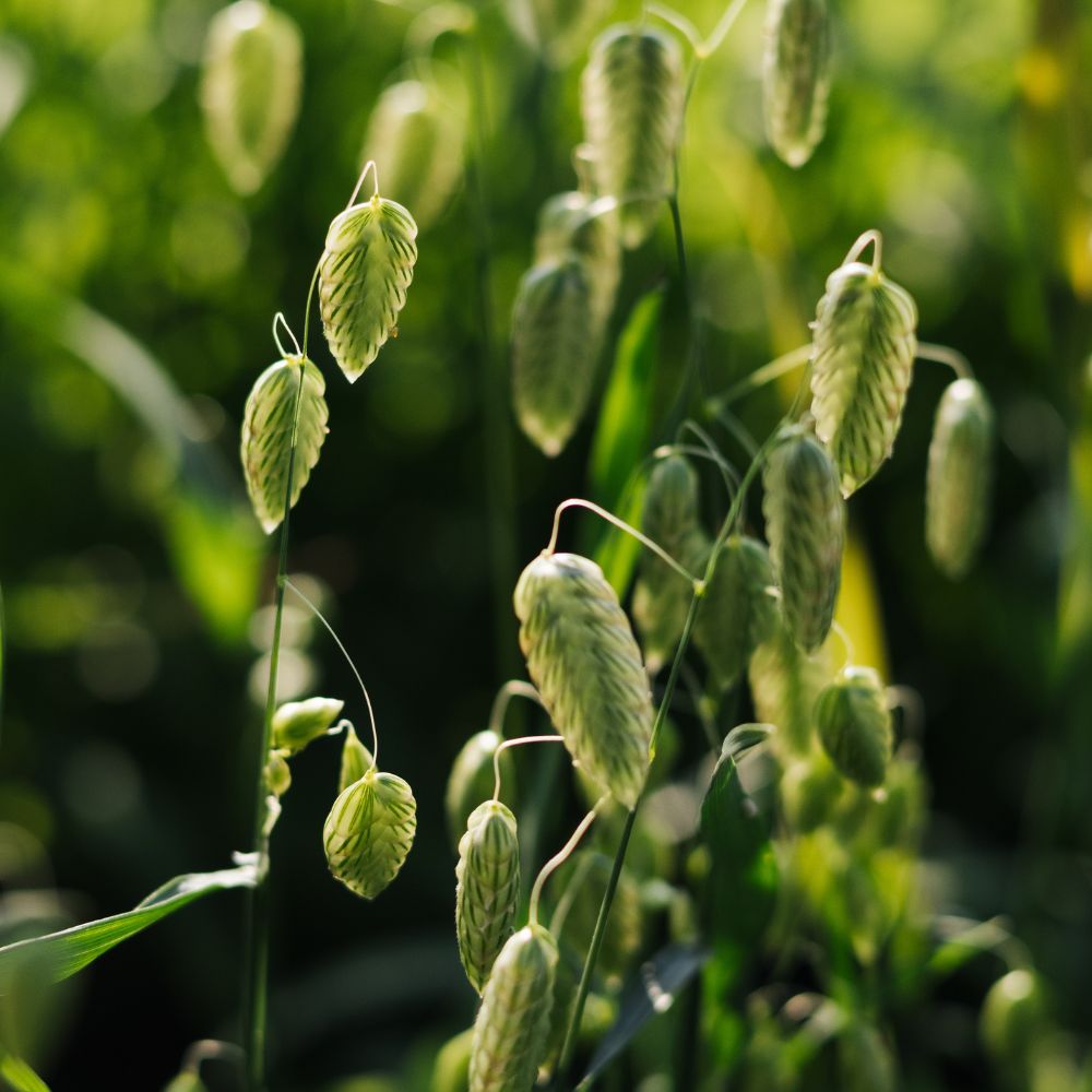 Briza maxima (quaking grass)