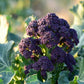 Broccoli 'Early Sprouting Purple'