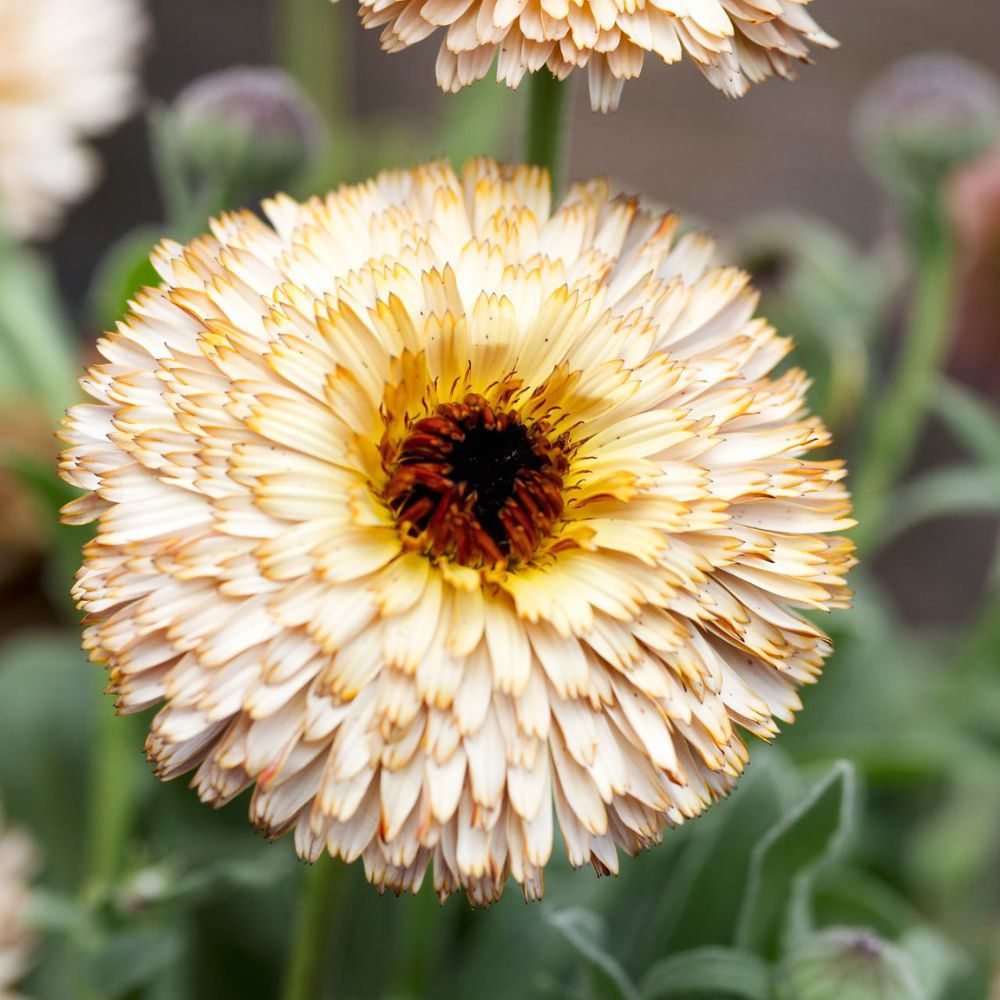 Calendula officinalis 'Pygmy Buff' (marigold)