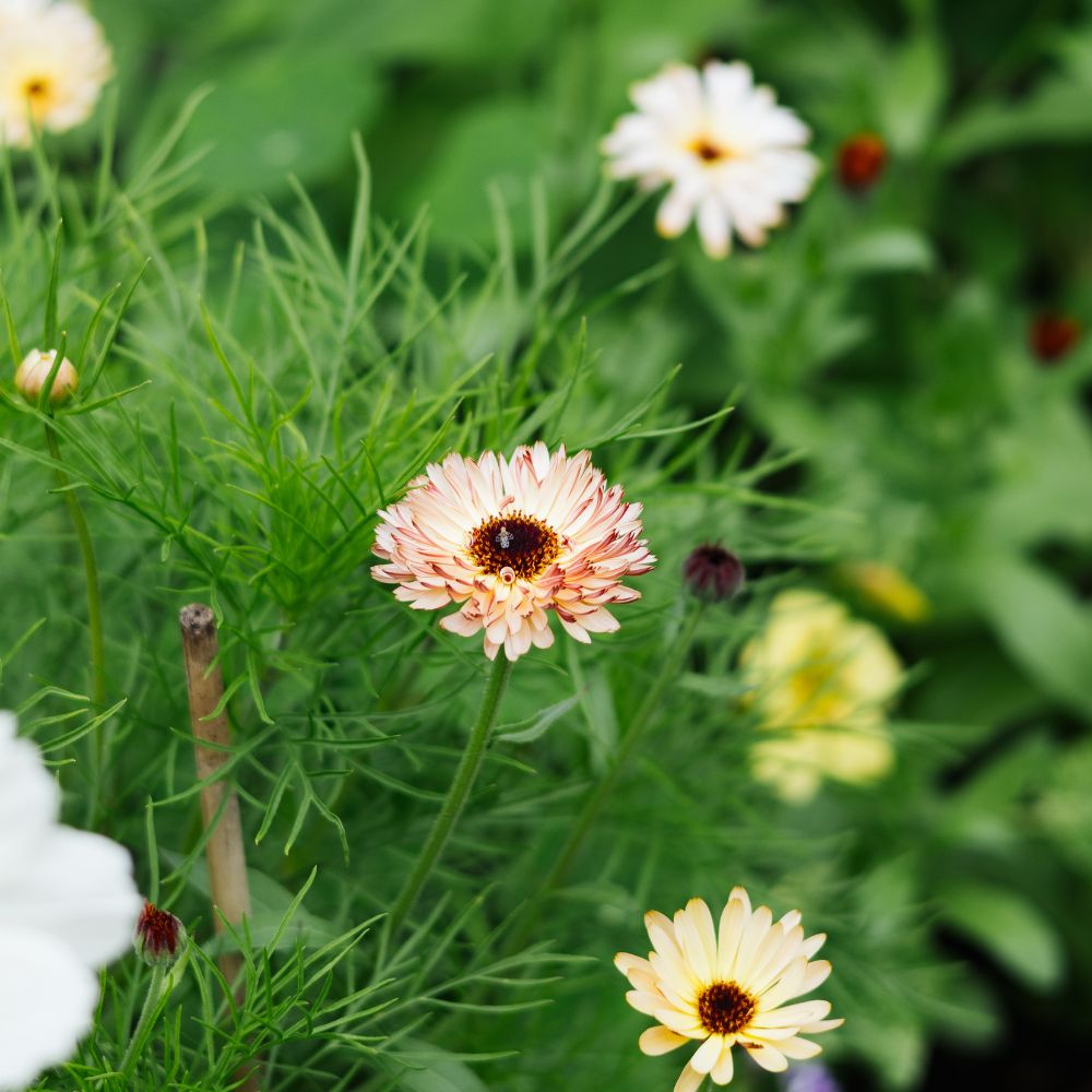 Calendula officinalis 'Touch of Red Buff' (marigold)