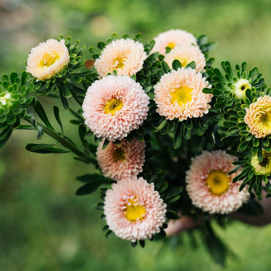 Callistephus chinensis 'Matsumoto Apricot' (Chinese aster)