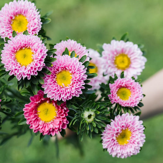 Callistephus chinensis 'Matsumoto Pink' (Chinese aster) BIO