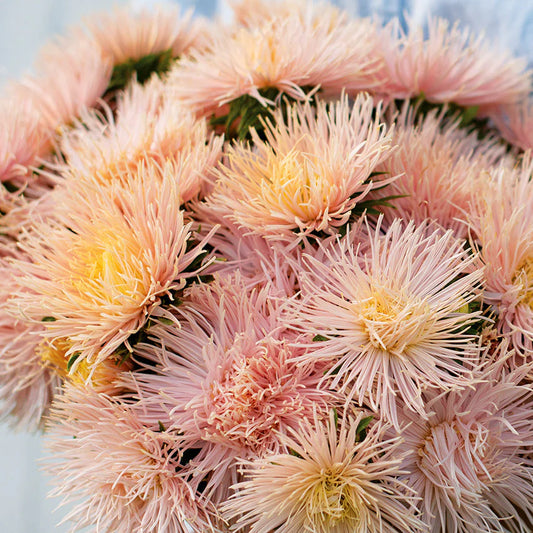 Callistephus chinensis 'Nova Apricot' (Chinese aster)