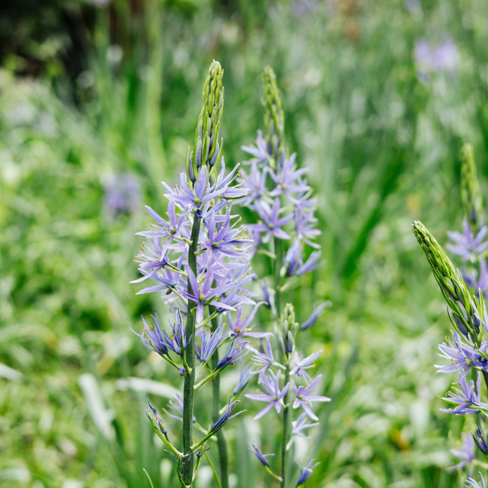 Camassia leichtlinii 'Caerulea' (prairie lily, 3 bulbs) BIO