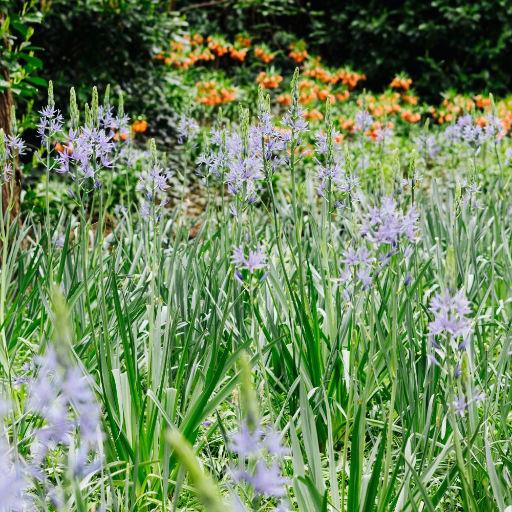 Camassia leichtlinii 'Caerulea' (prairie lily, 3 bulbs) BIO