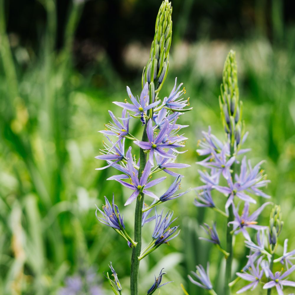 Camassia leichtlinii 'Caerulea' (prairie lily, 3 bulbs) BIO