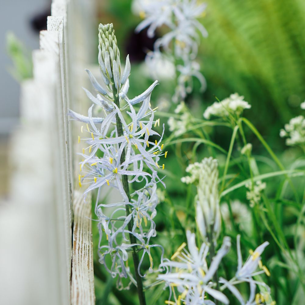 Camassia cusickii (prairie lily, 5 bulbs)