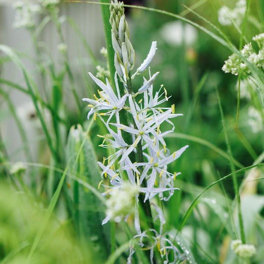 Camassia cusickii (prairie lily, 5 bulbs)