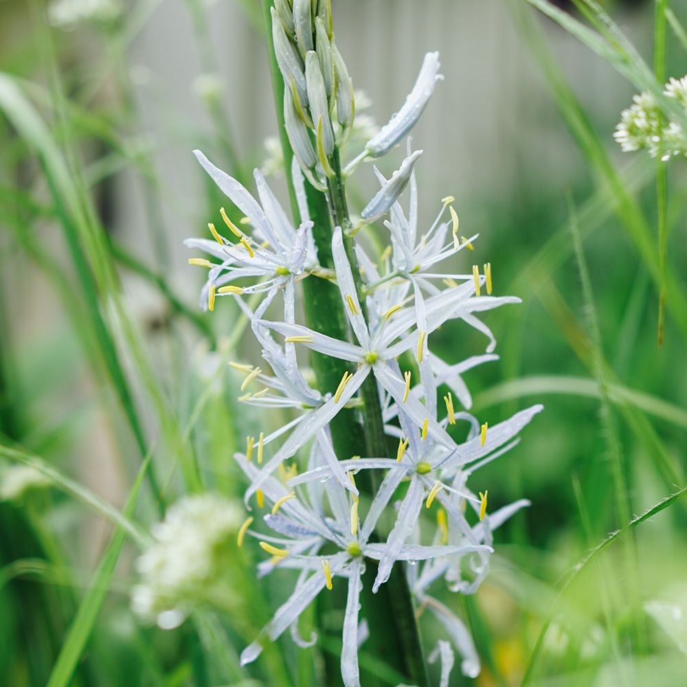 Camassia cusickii (prairie lily, 5 bulbs)