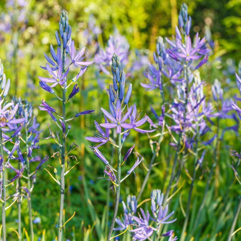 Camassia quamash (prairie lily, 20 bulbs)