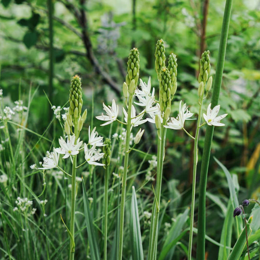 Camassia leichtlinii 'Sacajawea' (prairie lily, 3 bulbs) BIO