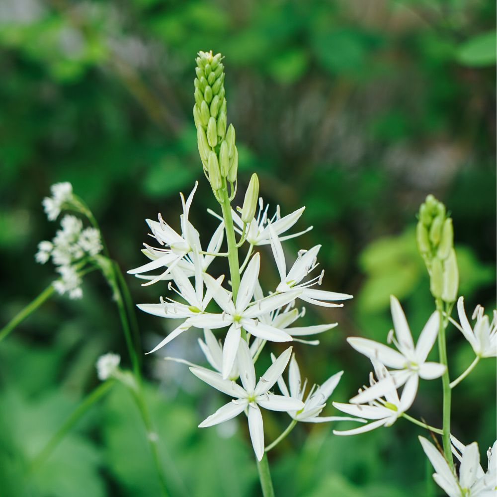 Camassia leichtlinii 'Sacajawea' (prairie lily, 3 bulbs) BIO